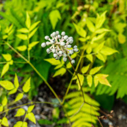 Actaea pachypoda White baneberry
