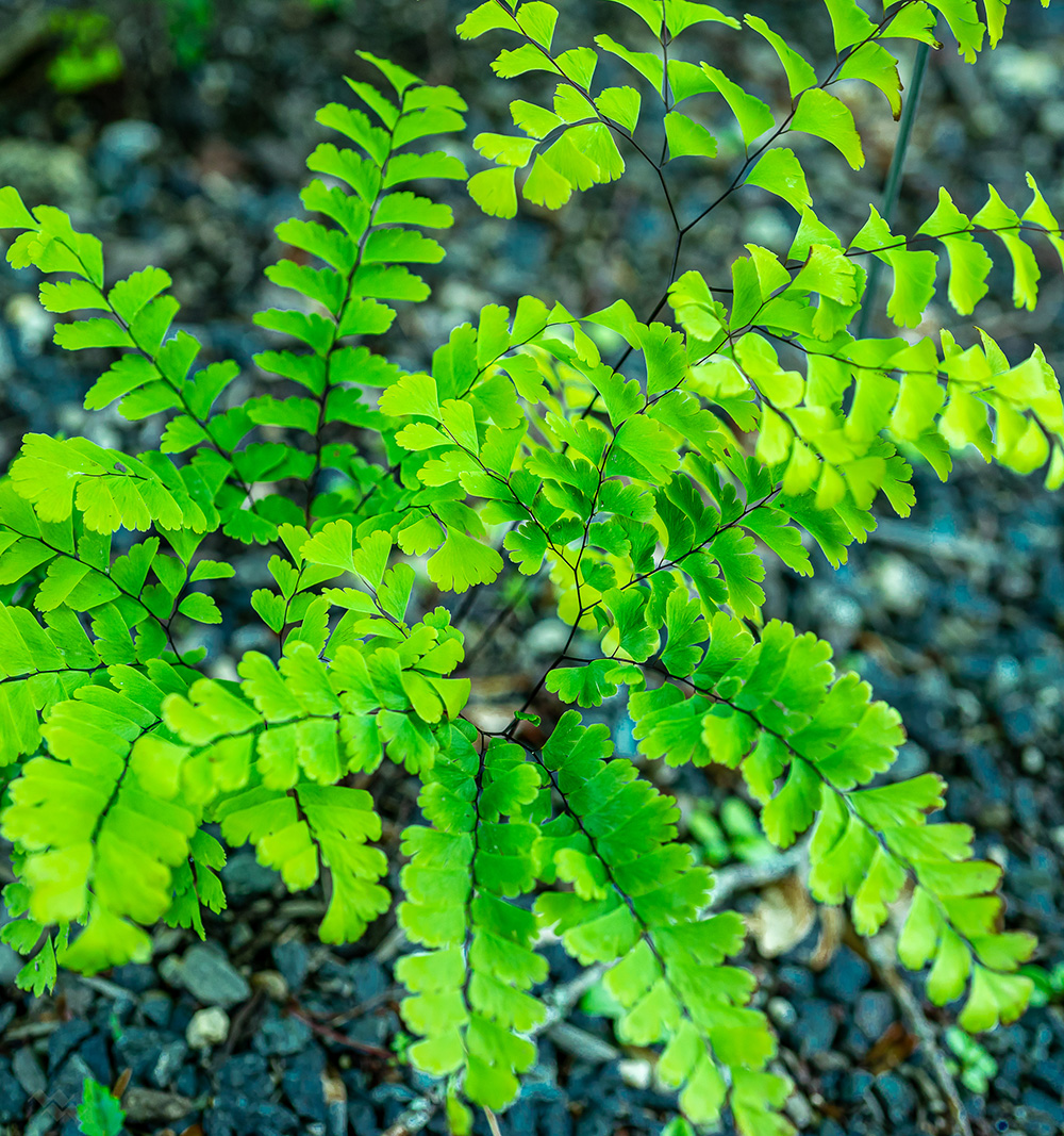 Adiantum pedatum – Native Gardens of Blue Hill