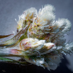 Antennaria plantaginifolia plantain-leaved pussytoes
