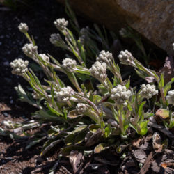 Antennaria plantaginifolia plantain-leaved pussytoes