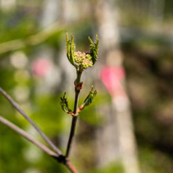 Viburnum acerifolium, Mapleleaf Viburnum, Arrow-Wood