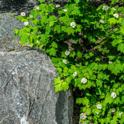 Viburnum acerifolium, Mapleleaf Viburnum, Arrow-Wood