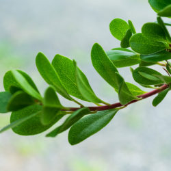 Arctostaphylos uva-ursi bearberry