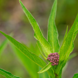 Asclepias incarnata swamp milkweed