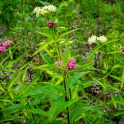 Asclepias incarnata swamp milkweed