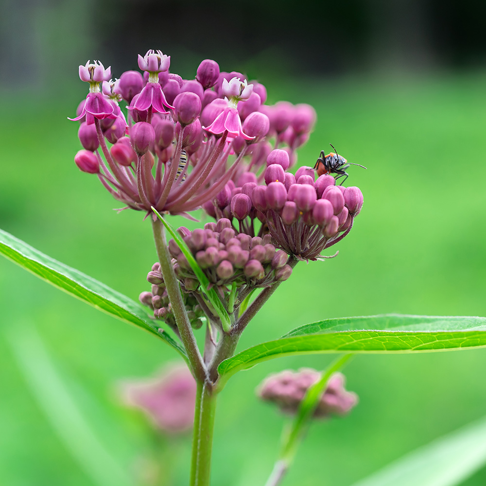 Asclepias Incarnata – Native Gardens Of Blue Hill