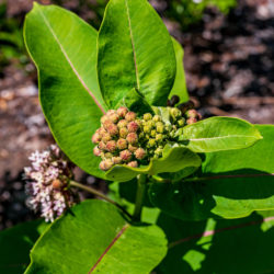 Asclepias syriaca common milkweed