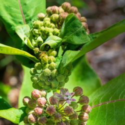 Asclepias syriaca common milkweed