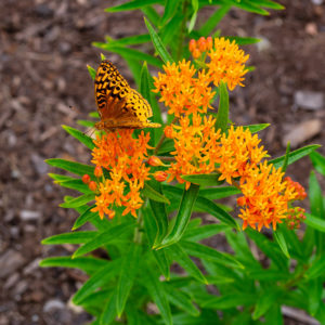 Asclepias tuberosa butterfly milkweed