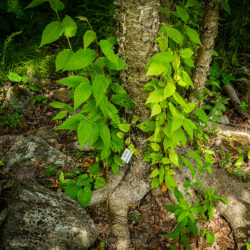 Betula alleghaniensis yellow birch