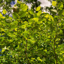Betula lenta black birch