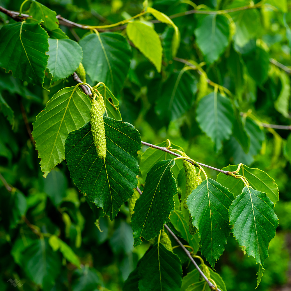 paper birch tree leaves