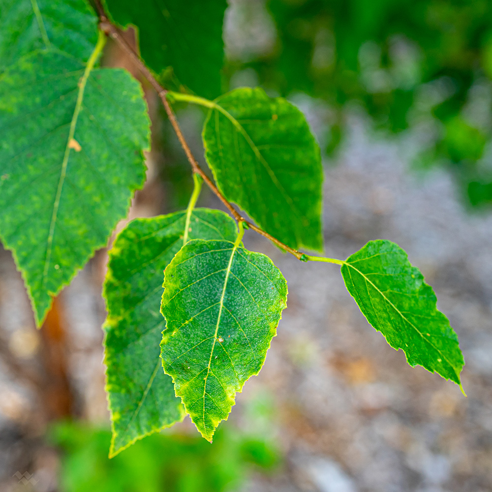 Species Spotlight - Betula papyrifera (Paper Birch) - Edge Of The Woods  Native Plant Nursery, LLC