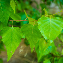 Betula populifolia- Gray Birch