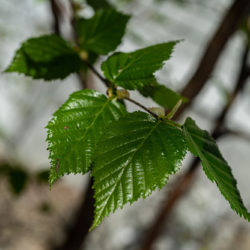 Betula populifolia gray birch