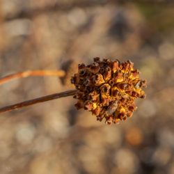 Cephalanthus occidentalis buttonbush