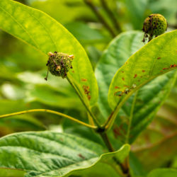 Cephalanthus occidentalis buttonbush
