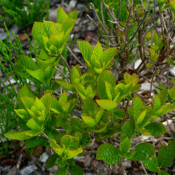 Clethra alnifolia summersweet