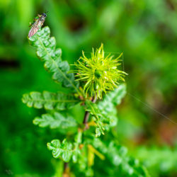 Comptonia peregrina sweet-fern