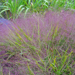 Eragrostis spectabilis purple lovegrass