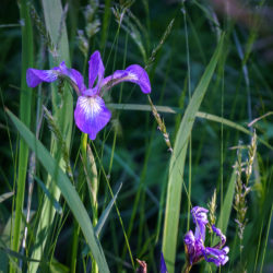 Iris versicolor blue iris