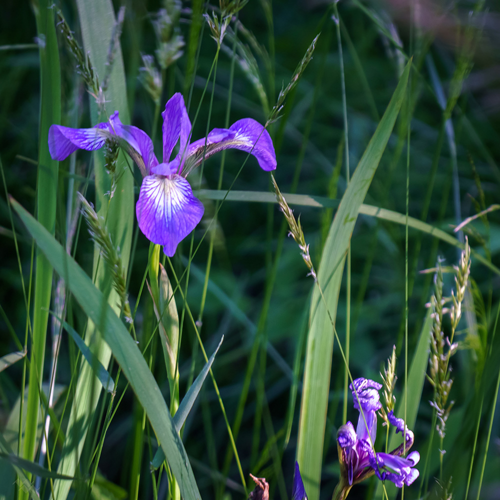 Iris versicolor (Blueflag) Iridaceae