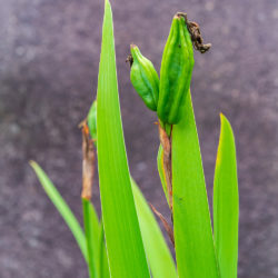 Iris versicolor blue iris