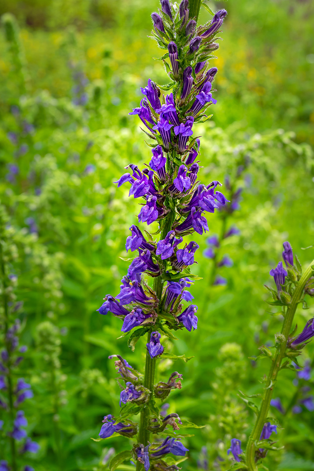 Lobelia siphilitica – Native Gardens of Blue Hill