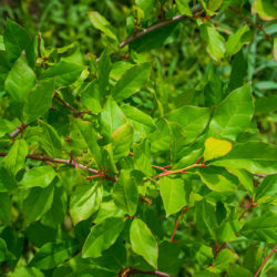 Nyssa sylvatica black tupelo