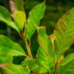 Nyssa sylvatica black tupelo