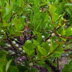 Prunus maritima beach plum