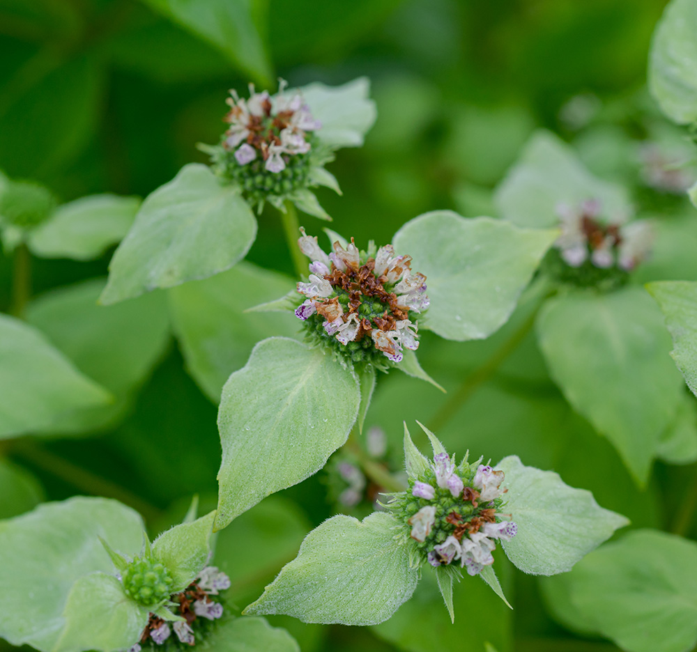 Pycnanthemum muticum – Native Gardens of Blue Hill