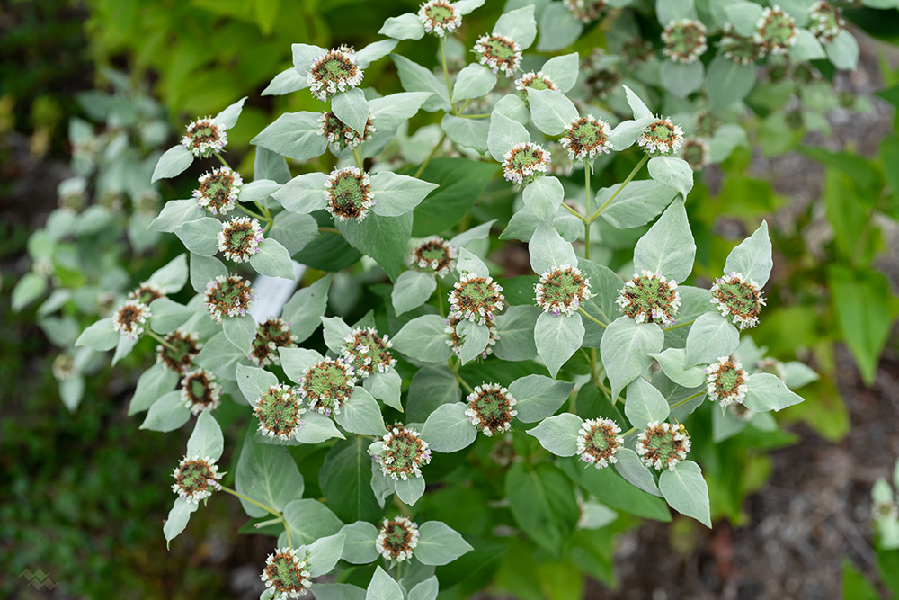 Pycnanthemum muticum – Native Gardens of Blue Hill