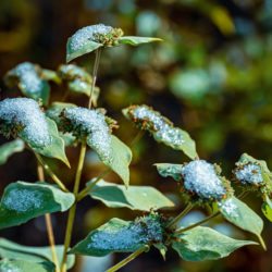 Pycnanthemum muticum clustered mountain-mint