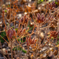 Rhododendron canadense rhodora