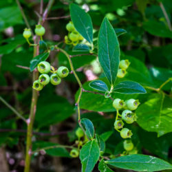 Vaccinium corymbosum highbush blueberry
