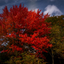 Acer rubrum red maple