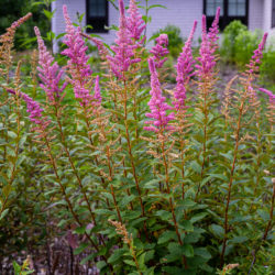 Spiraea tomentosa steeplebush