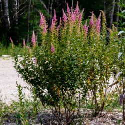 Spiraea tomentosa steeplebush