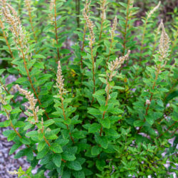 Spiraea tomentosa steeplebush