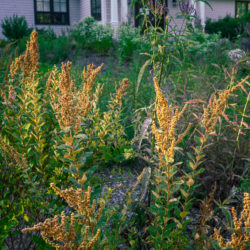 Spiraea tomentosa steeplebush