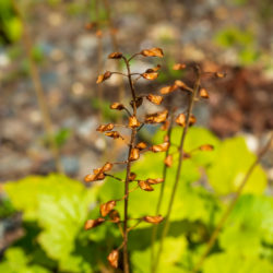 Tiarella cordifolia foamflower