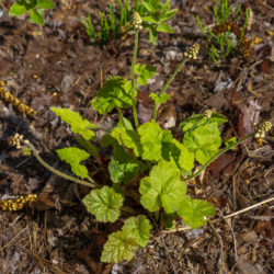 Tiarella cordifolia foamflower