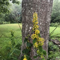 Solidago flexicaulis Zig-zag goldenrod