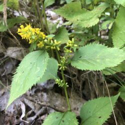 Solidago flexicaulis Zig-zag goldenrod