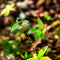 Medeola virginiana - Indian cucumber root