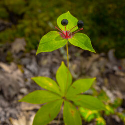 Medeola virginiana - Indian cucumber root