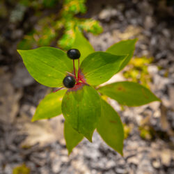 Medeola virginiana - Indian cucumber root