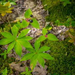 Medeola virginiana - Indian cucumber root