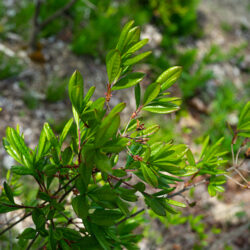 Rhododendron viscosum Swamp azalea